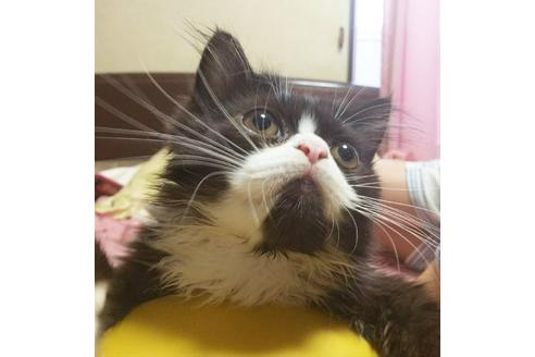 成約済の愛知県のエキゾチックロングヘア-4305の2枚目