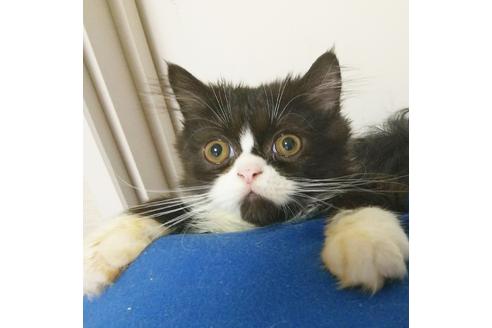 成約済の愛知県のエキゾチックロングヘア-4305の1枚目