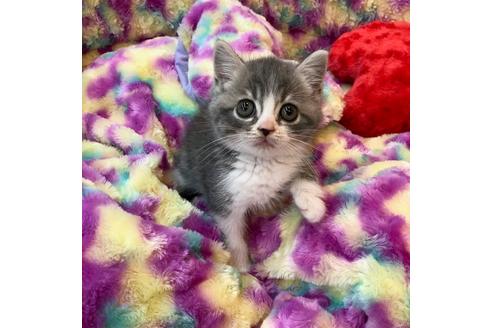 成約済の大阪府のスコティッシュフォールド-4678の4枚目