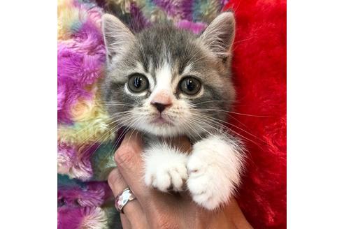 成約済の大阪府のスコティッシュフォールド-4678の3枚目