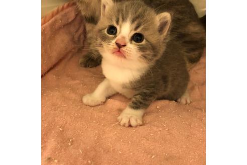 成約済の大阪府のスコティッシュフォールド-4678の2枚目