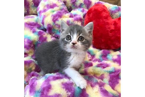 成約済の大阪府のスコティッシュフォールド-4678の1枚目