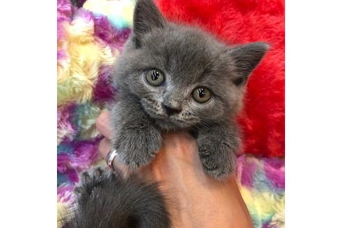 成約済の大阪府のスコティッシュフォールド-4679の4枚目