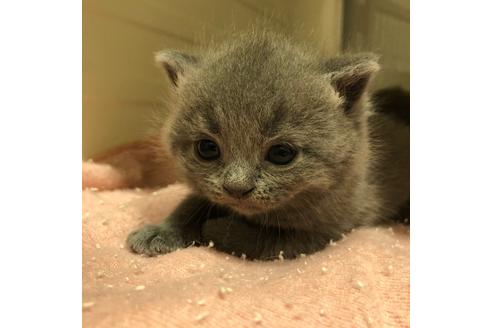 成約済の大阪府のスコティッシュフォールド-4679の3枚目