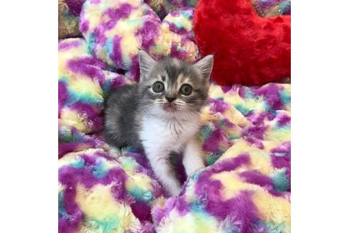 成約済の大阪府のスコティッシュフォールド-4680の4枚目