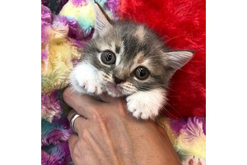 成約済の大阪府のスコティッシュフォールド-4680の3枚目