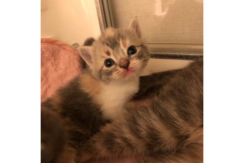 成約済の大阪府のスコティッシュフォールド-4680の2枚目