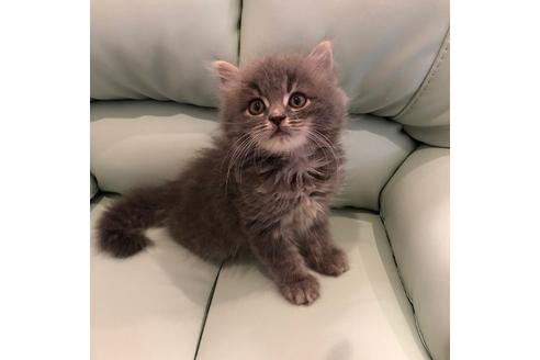 成約済の大阪府のスコティッシュフォールド-4681の4枚目