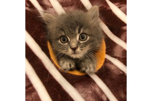 成約済の大阪府のスコティッシュフォールド-4681の3枚目