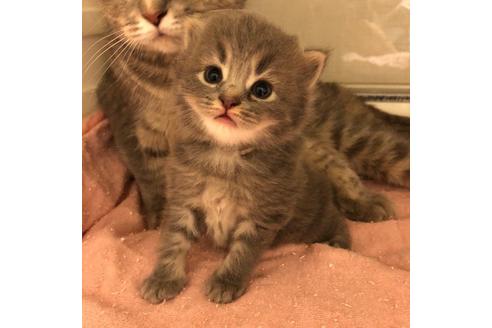 成約済の大阪府のスコティッシュフォールド-4681の2枚目