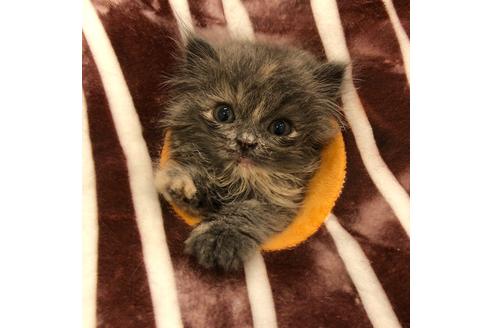 成約済の大阪府のスコティッシュフォールド-4682の4枚目