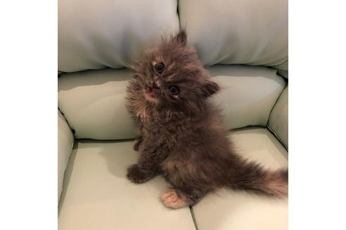 成約済の大阪府のスコティッシュフォールド-4682の3枚目