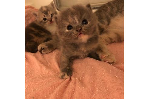 成約済の大阪府のスコティッシュフォールド-4682の2枚目