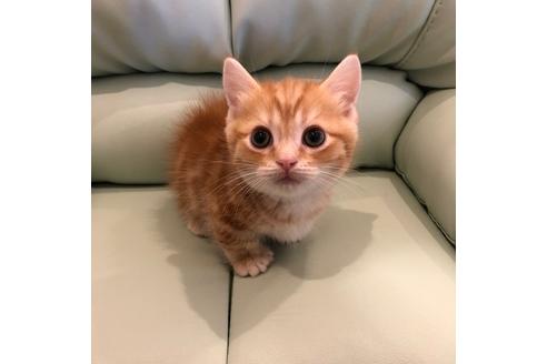 成約済の大阪府のマンチカン-4685の5枚目