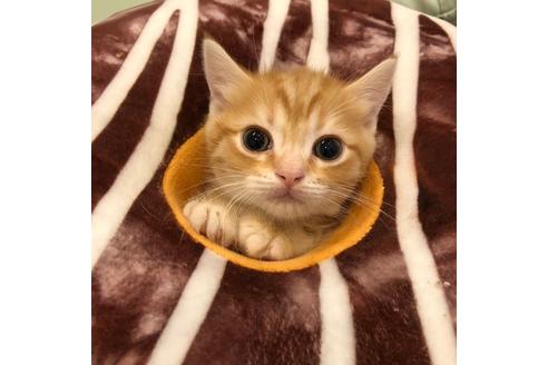 成約済の大阪府のマンチカン-4685の4枚目