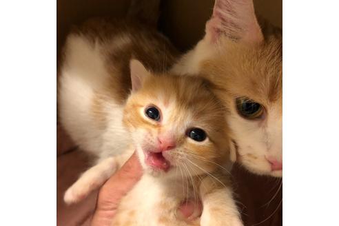 成約済の大阪府のマンチカン-4685の3枚目