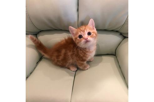 成約済の大阪府のマンチカン-4685の2枚目