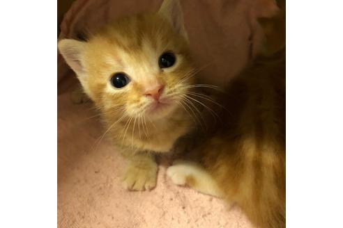 成約済の大阪府のマンチカン-4686の5枚目