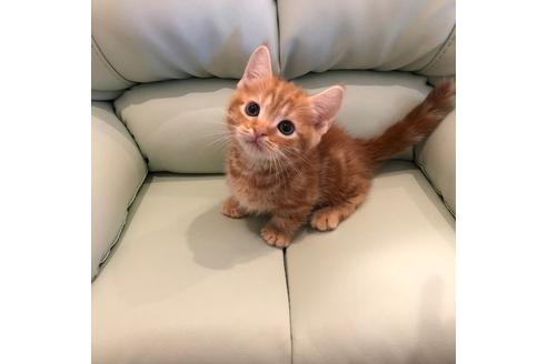 成約済の大阪府のマンチカン-4686の4枚目