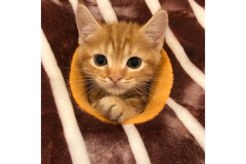 成約済の大阪府のマンチカン-4686の3枚目