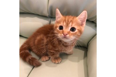 成約済の大阪府のマンチカン-4686の2枚目