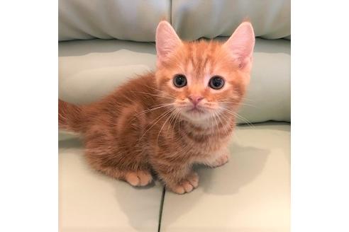 成約済の大阪府のマンチカン-4686の1枚目