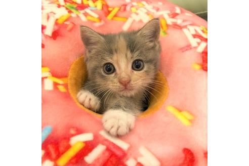 成約済の大阪府のマンチカン-4613の1枚目