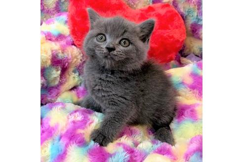 成約済の大阪府のスコティッシュフォールド-4679の2枚目