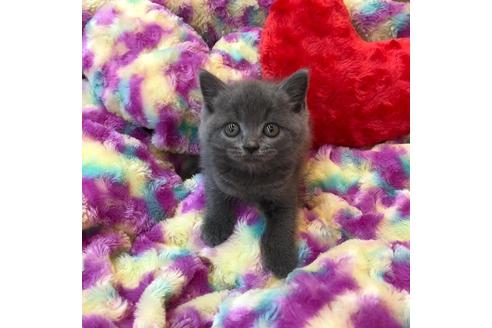 成約済の大阪府のスコティッシュフォールド-4679の1枚目