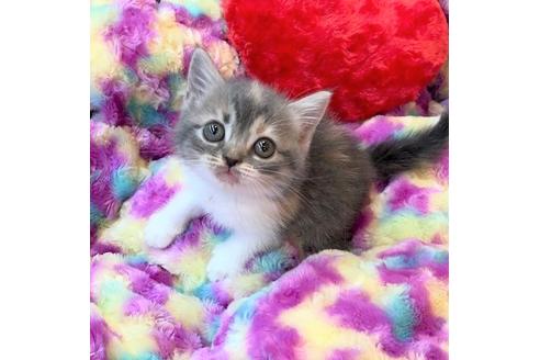 成約済の大阪府のスコティッシュフォールド-4680の1枚目