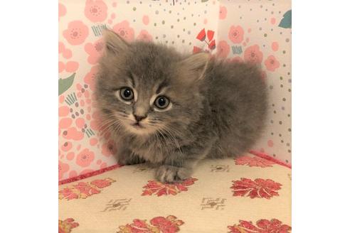 成約済の大阪府のスコティッシュフォールド-4681の1枚目