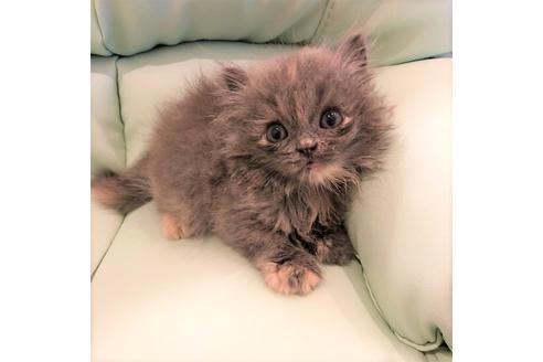 成約済の大阪府のスコティッシュフォールド-4682の1枚目