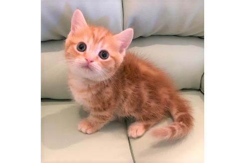 成約済の大阪府のマンチカン-4685の1枚目