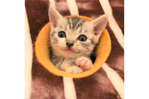 成約済の大阪府のスコティッシュフォールド-4407の1枚目