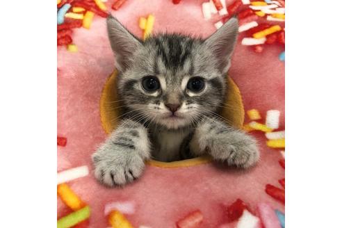 成約済の大阪府のアメリカンショートヘア-4183の2枚目