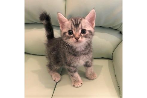 成約済の大阪府のアメリカンショートヘア-4183の1枚目