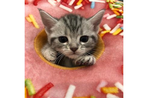 成約済の大阪府のアメリカンショートヘア-4182の2枚目