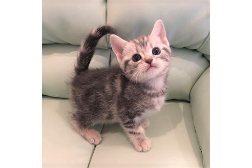 成約済の大阪府のアメリカンショートヘア-4182の1枚目