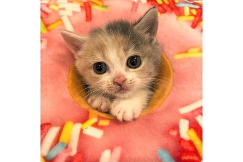 成約済の大阪府のマンチカン-4611の2枚目