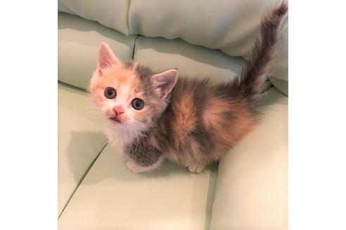 成約済の大阪府のマンチカン-4611の1枚目