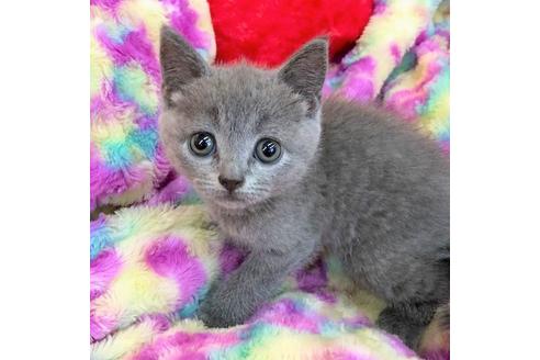 成約済の大阪府のブリティッシュショートヘア-4548の1枚目