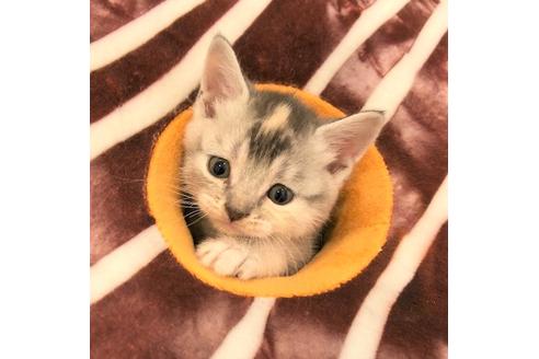 成約済の大阪府のスコティッシュフォールド-4408の2枚目