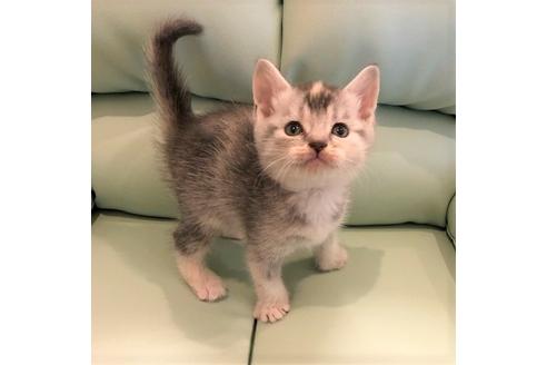 成約済の大阪府のスコティッシュフォールド-4408の1枚目