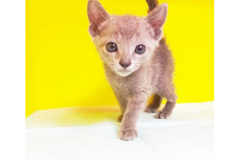 成約済の東京都のロシアンブルー-4691の1枚目