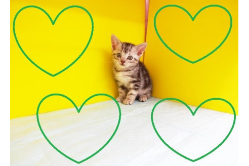 成約済の東京都のアメリカンショートヘア-4692の2枚目