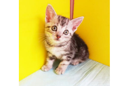 成約済の東京都のアメリカンショートヘア-4692の1枚目