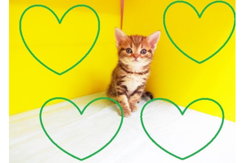 成約済の東京都のアメリカンショートヘア-4693の2枚目