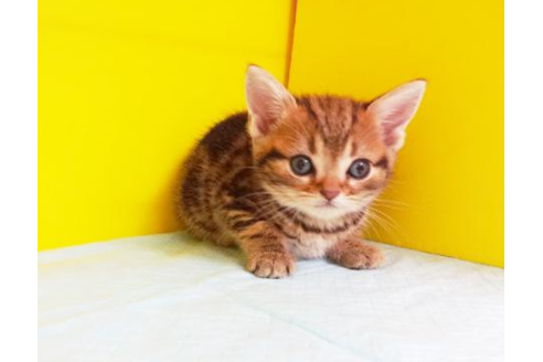 成約済の東京都のアメリカンショートヘア-4693の1枚目