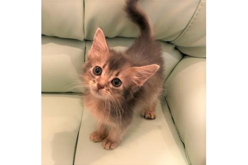 成約済の大阪府のソマリ-4683の4枚目