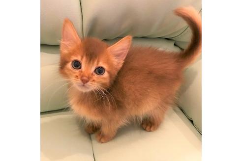 成約済の大阪府のソマリ-4684の5枚目